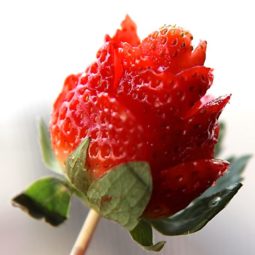 how to make strawberry roses tutorial